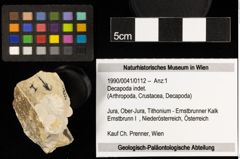 Foto (Objekt + Etiketten) von Decapoda indet. (NHMW-GEO-1990-0041-0112)